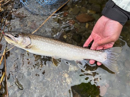 アメマスの釣果