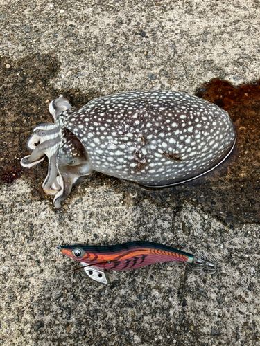 シリヤケイカの釣果