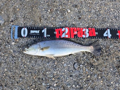 トラウトの釣果