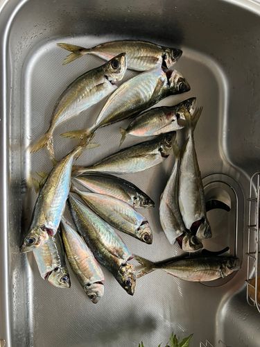 アジの釣果