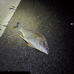 キビレの釣果