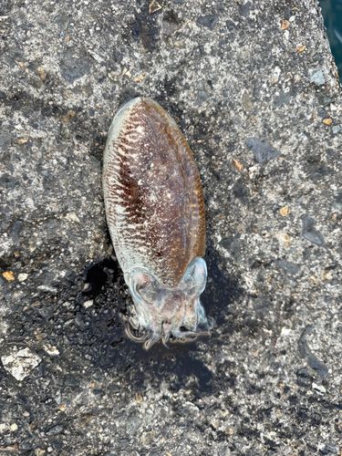 コウイカの釣果