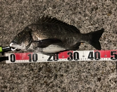 チヌの釣果