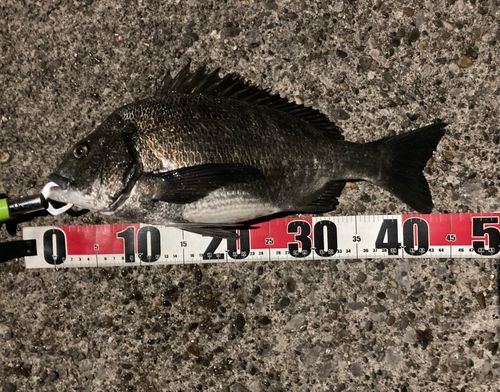 チヌの釣果