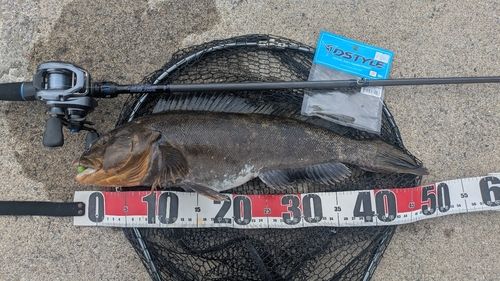 アイナメの釣果
