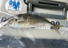 マアジの釣果
