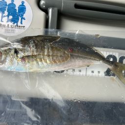 マアジ