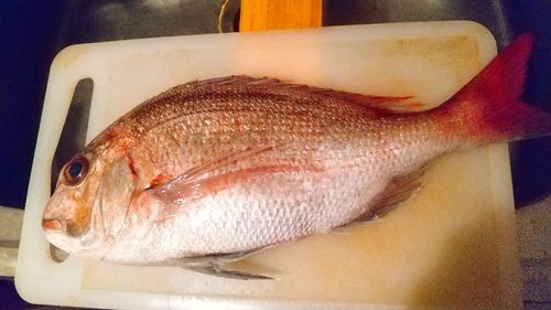タイの釣果