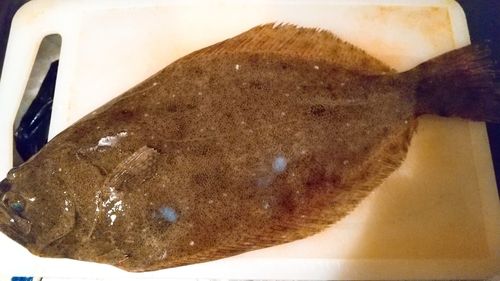 ヒラメの釣果