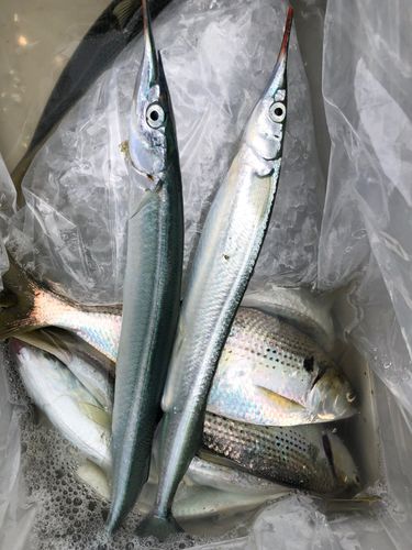 サヨリの釣果