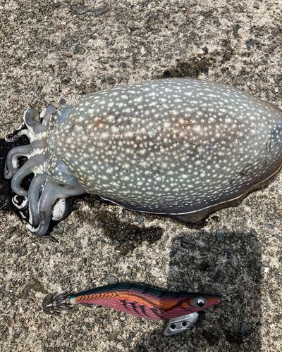 シリヤケイカの釣果