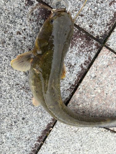 ナマズの釣果