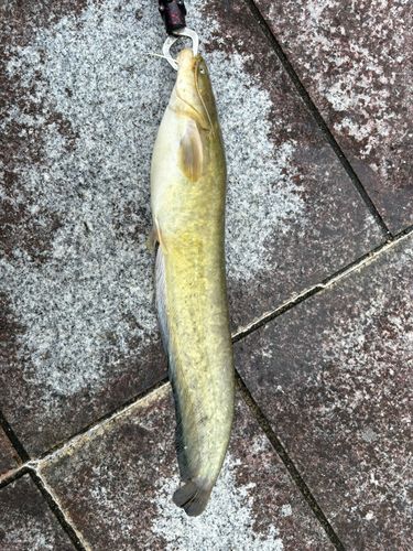 ナマズの釣果