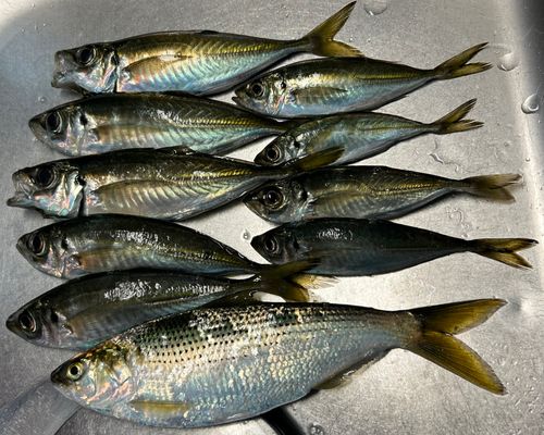 アジの釣果