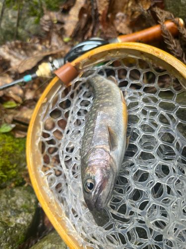 イワナの釣果