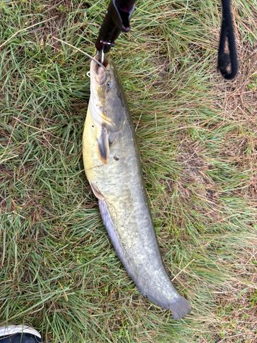 ナマズの釣果