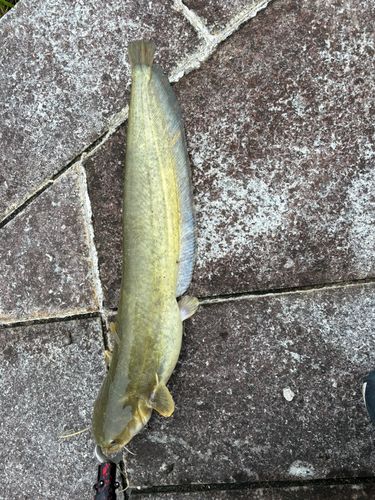 ナマズの釣果
