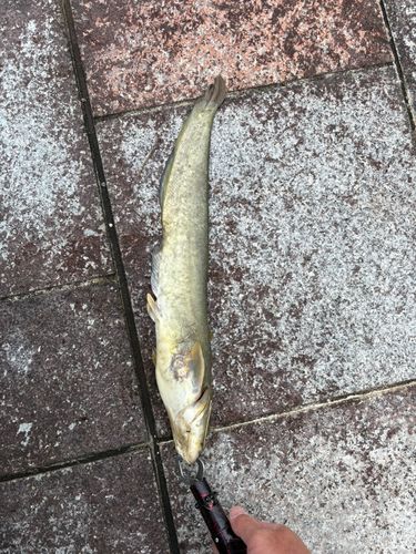 ナマズの釣果