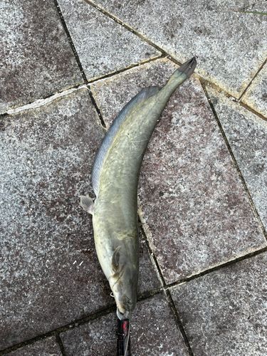 ナマズの釣果