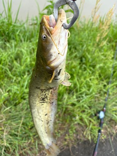 ナマズの釣果
