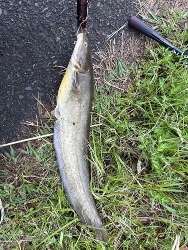 ナマズの釣果