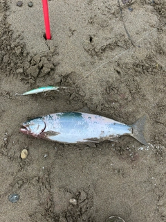 サクラマスの釣果