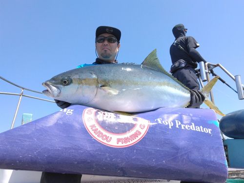 ヒラマサの釣果
