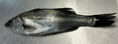 セイゴ（マルスズキ）