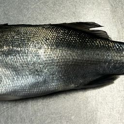 セイゴ（マルスズキ）