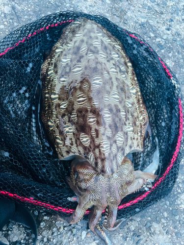 モンゴウイカの釣果