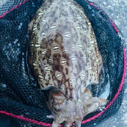 モンゴウイカ