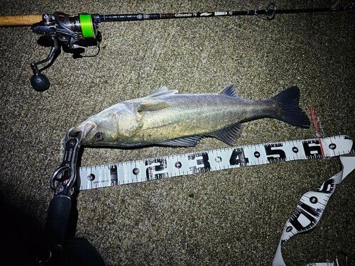 シーバスの釣果