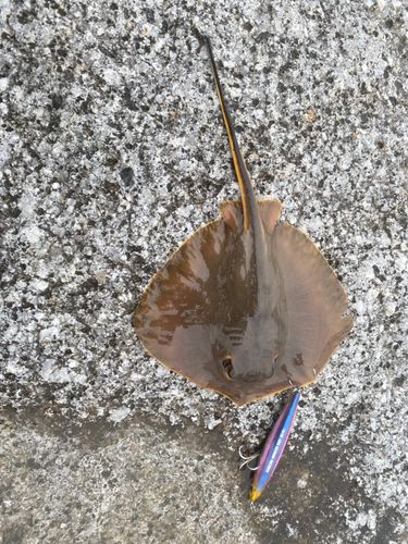 アカエイの釣果