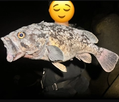 クロソイの釣果