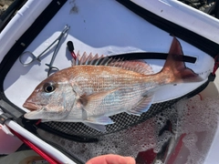 タイの釣果