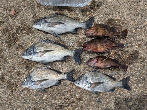 クロダイの釣果