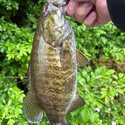 スモールマウスバス