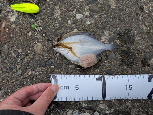イシガレイの釣果