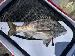 チヌの釣果