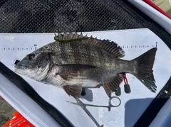 チヌの釣果