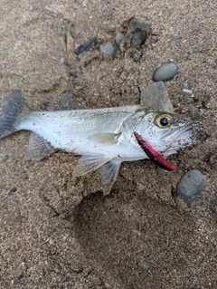 セイゴ(ヒラスズキ)の釣果