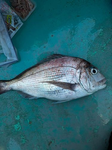 タイの釣果
