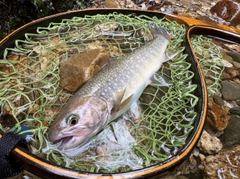 イワナの釣果