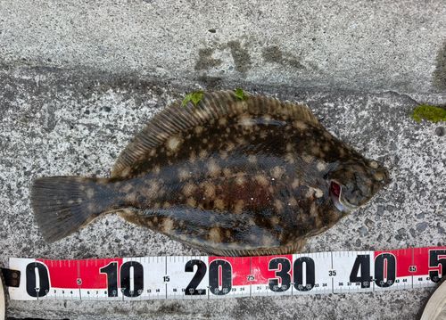 マコガレイの釣果