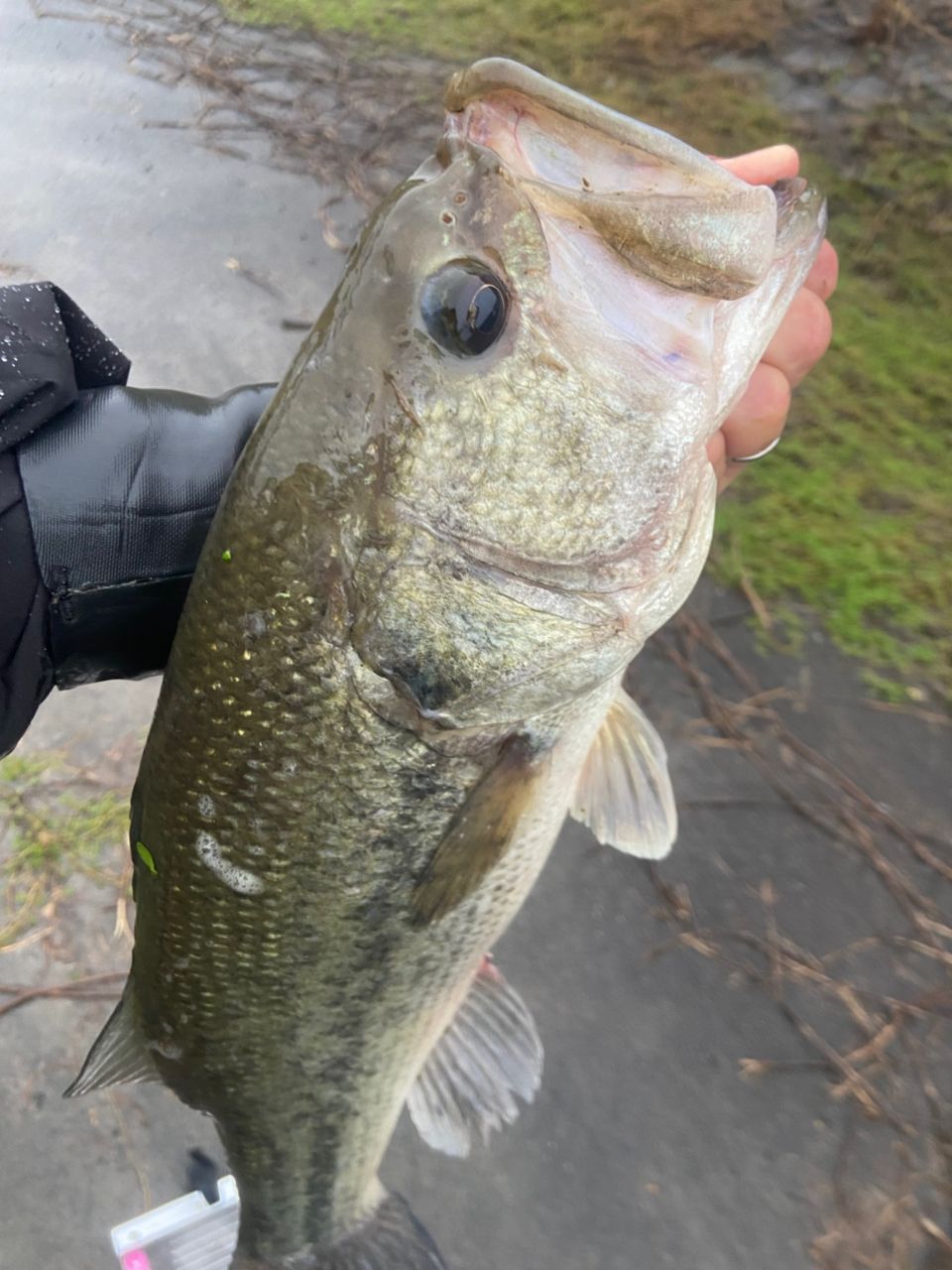 ラージマウスバス