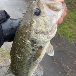 ラージマウスバス