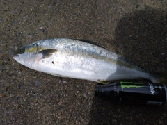 ヒラマサの釣果