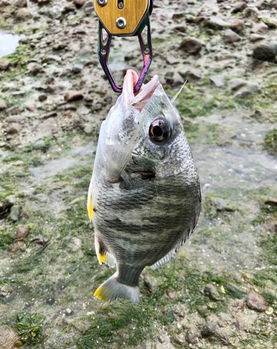 キビレの釣果