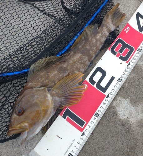 アイナメの釣果