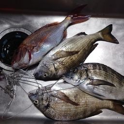 チヌ